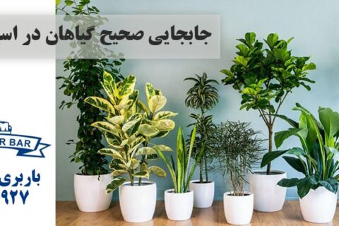 جابجایی صحیح گیاهان در اسباب کشی