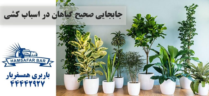 جابجایی صحیح گیاهان در اسباب کشی