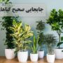جابجایی صحیح گیاهان در اسباب کشی